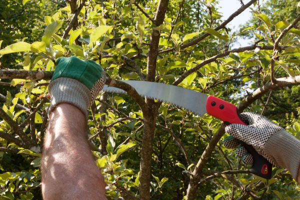 Apple Tree Trimming in Terre Haute
