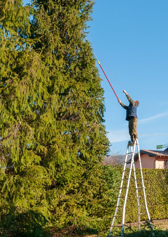 Apple Tree Trimming
