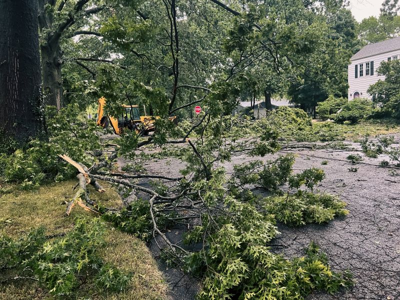 Fallen Tree on Street