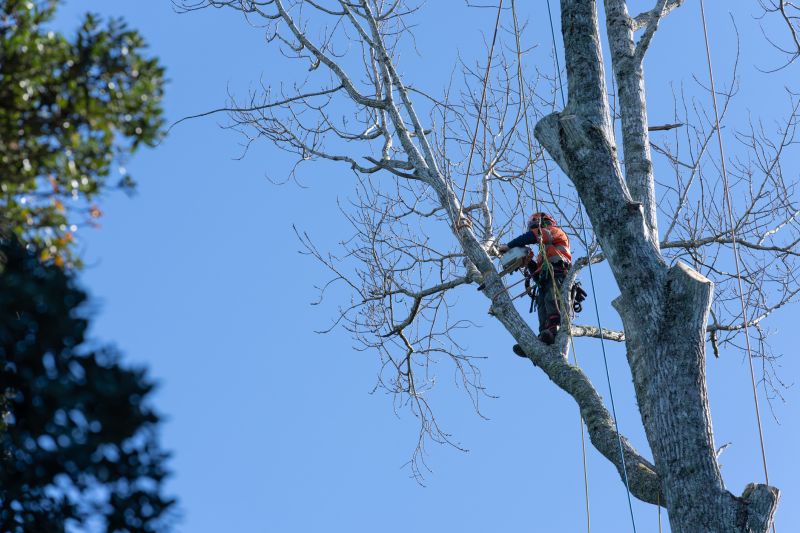 Arborist with Equipment
