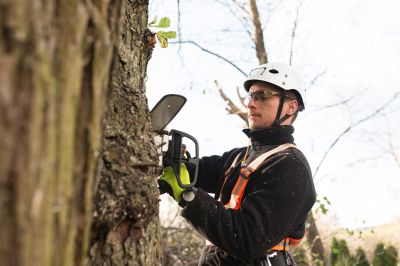 Climber Performing Tree Pruning