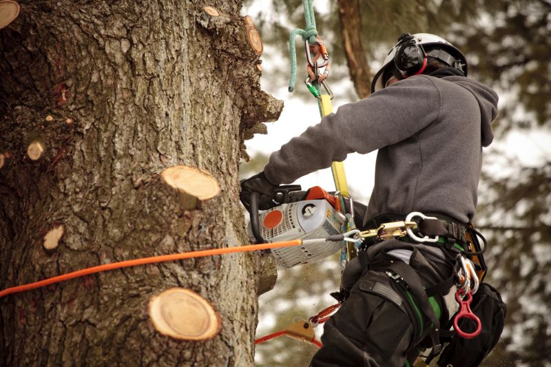 Arborist with Safety Gear
