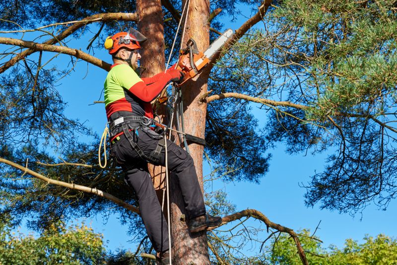 Arborist Climbing Techniques