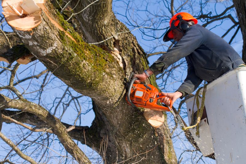 Tree Cutting Safety Measures