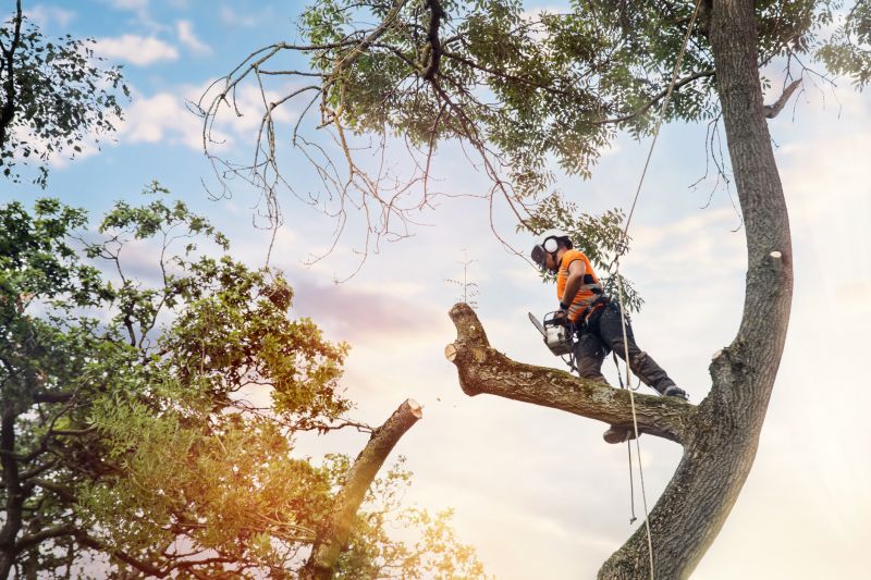 Arborist Performing Precision Pruning