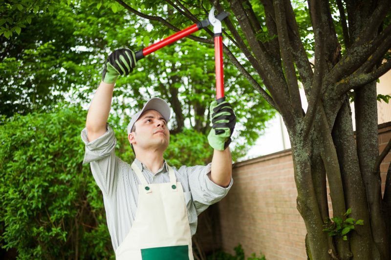 Tree Trimming in a Residential Yard