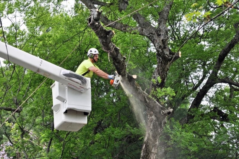 Tree Care Crew at Work