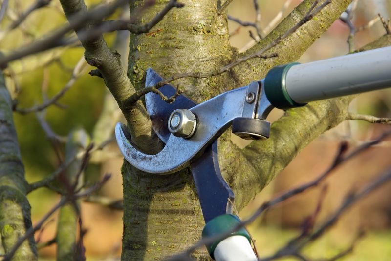 Pruning Mature Trees