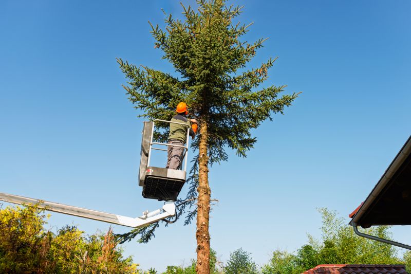 Tree Maintenance Equipment