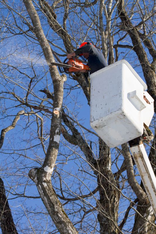 Tree Trimming in Bloom