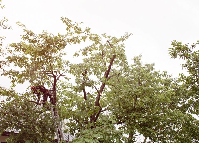 Tree Trimmings Process